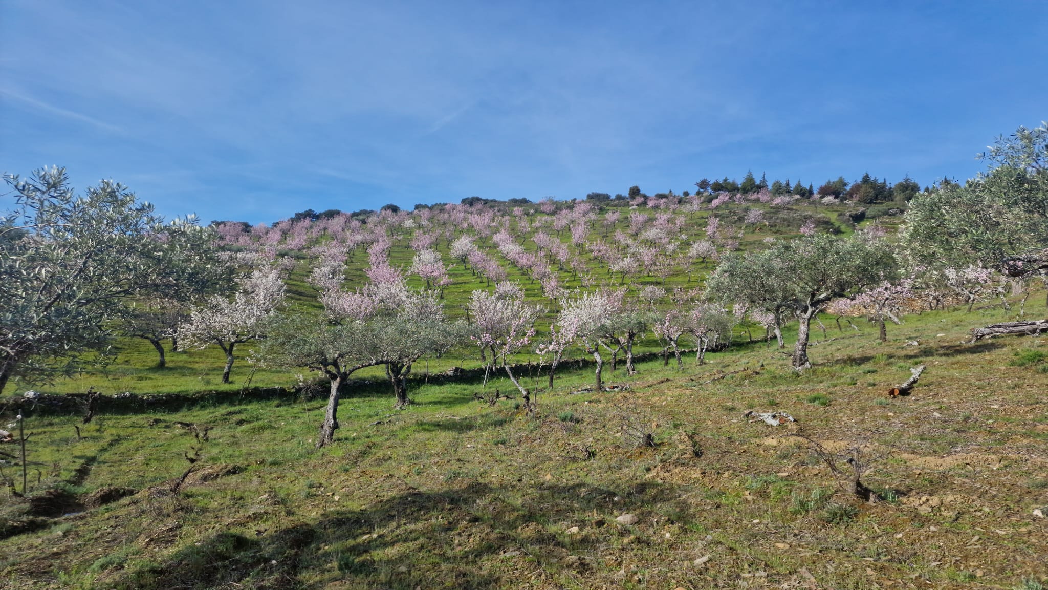 Trabalho agrícola em Castelo Melhor