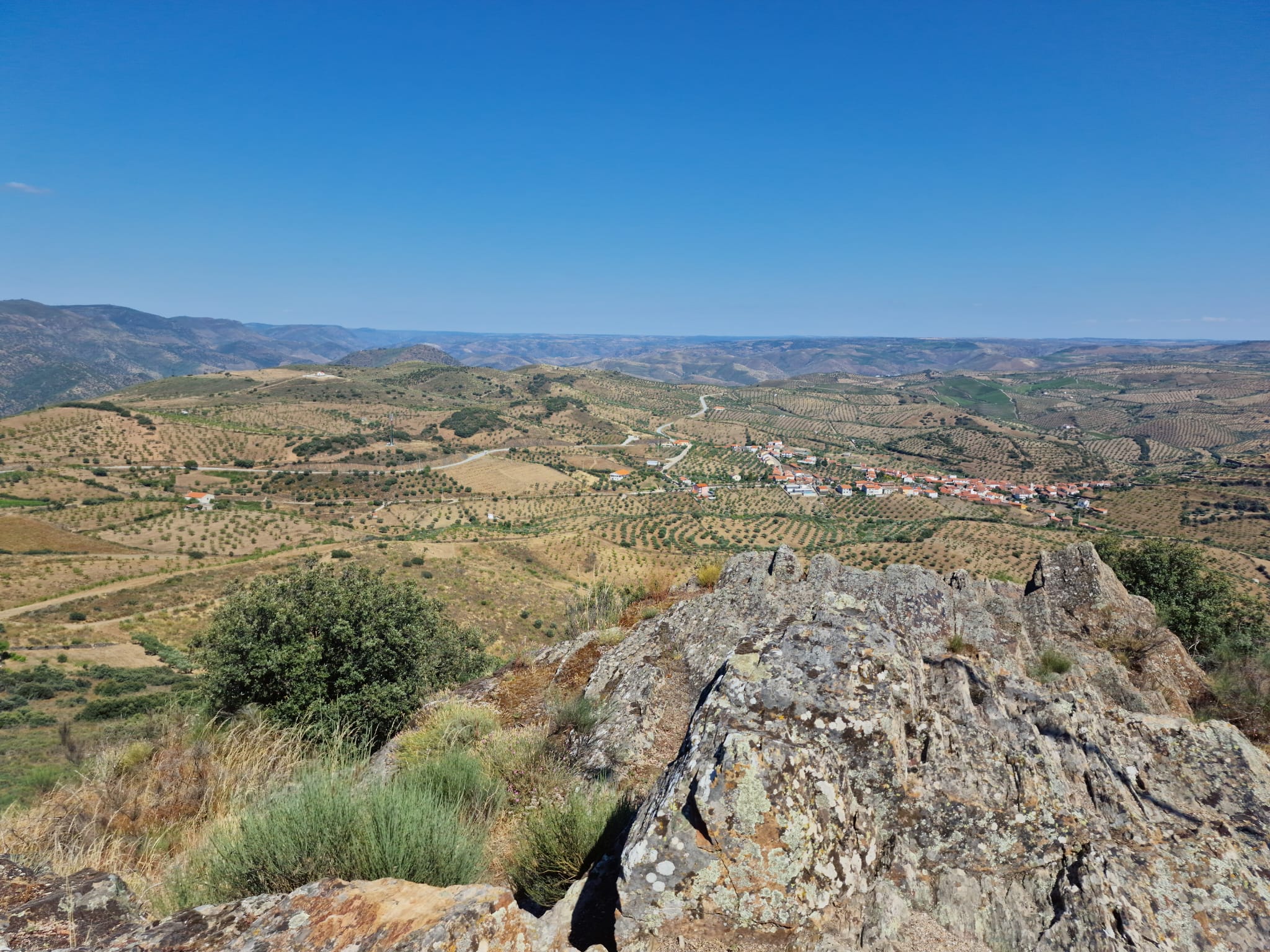 Olival em Castelo Melhor